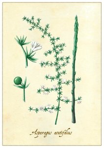 Asparges acutifolius, 2015 (gouache)