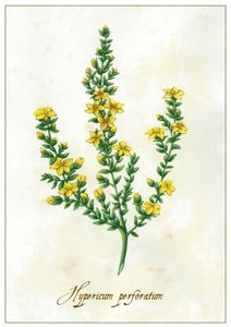 Hypericum perforatum, 2015 (gouache) af Annalisa Morrocco