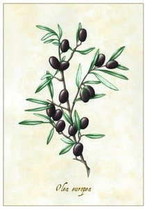 Olea europea, 2015 (gouache) af Annalisa Morrocco