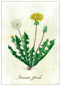 Taraxacum officinale, 2015 (gouache) af Annalisa Morrocco