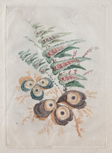 Ny pakke med porteføljer af blomster, der er ideelle til brug til design og maling: blomsterfantasier af Anne Allen
