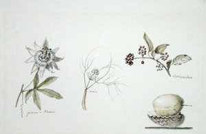 Passionsblomst, anis og koriander