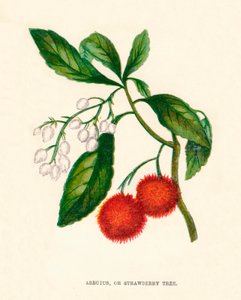 Arbutus eller jordbærtræ, c1891, 1891