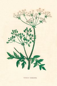 Almindelig hemlock, c1891, 1891