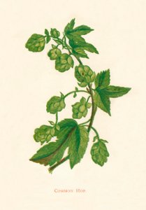 Almindelig humle, c1891, 1891