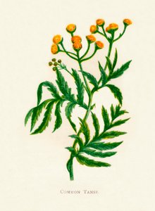 Almindelig Tansy, c1891, 1891