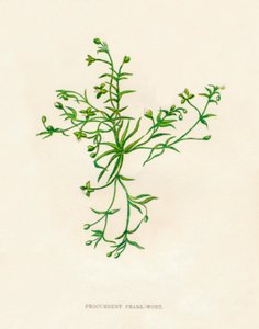 Procumbent Pearl-Wort, c1891, 1891 af Anne Pratt