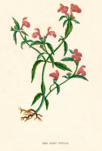 Rød hampenælde, c1891, 1891