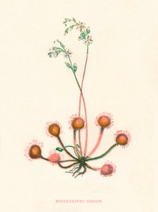 Rundbladet Soldug, c1891, 1891