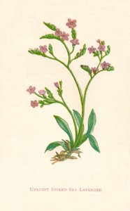 Opretstående piggede havlavendel, c1891, 1891 af Anne Pratt