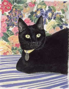 Sort kat