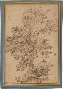 Studie eines Baumes af Annibale Carracci