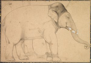 Tegning af en elefant af Anonym