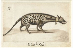 Albumark med Civet Civet kat af Anonymous