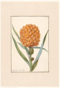 Ananas op tak af Anonymous