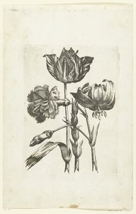 Anjer, tulp en lelie Nye blomsterikoner (serietitel) af Anonymous