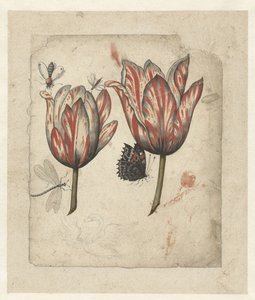 Blad med to tulipaner og nogle insekter af Anonymous
