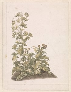 Blomstrende Tidsler af Anonymous