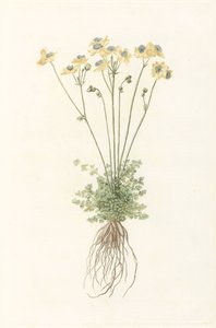 Blomstrende plante med rødder af Anonymous