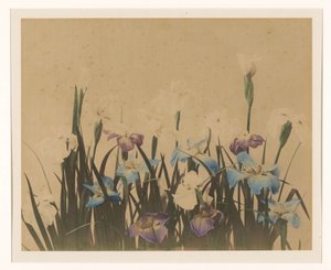 Blomsterstilleben med iris af Anonymous