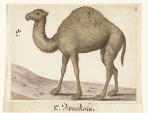 Dromedaris Lombard album (serietitel) af Anonymous