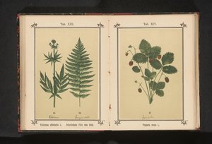 Ægte baldrian og en gren af ​​en hanbregne Valeriana officinalis L. Polystichum Filix mas Roth (titel på objekt) af Anonymous