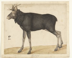 Eland Ciervo (titel på objekt) Lombard album (serietitel) af Anonymous