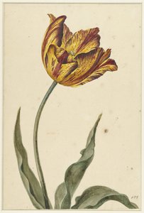 Gul-orange-rød tulipan af Anonymous