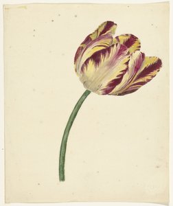 Gul-rød tulipan af Anonymous