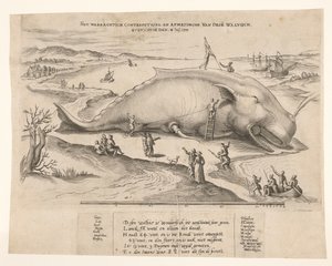Strandet hval nær Antwerpen, 1577 Waerachtich conterfeytsel og størrelsen af ​​denne[n] hval, ghevanghe[n] den 2. juli 1577 (titel på objektet) af Anonymous