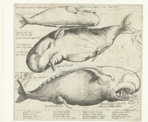 Strandet hval nær Antwerpen, 1577 True ung eigentliche contrafactur eines wallfisches gefangen in der scheldt nitt weit von Antorff Am 2. juli. Anno 1577 (titel på objekt) af Anonymous