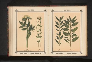 Almindelig angelica og ægte centaury Angelica silvestris L. Erythraea Centaurium Pers (titel på objekt) af Anonymous