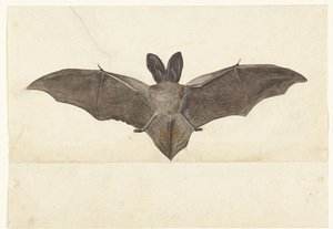 Storøret flagermus Lombard album (serietitel) af Anonymous