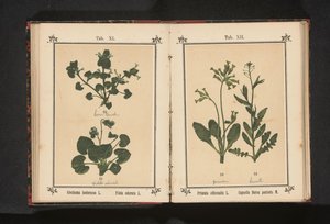 Gylden primula og en hyrdepung Primula officinalis L. Capsella Bursa pastoris M. (titel på objekt) af Anonymous