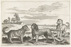 hunde Firebenede dyr (serietitel) Animalivm Qvaddrvpedvm (serietitel) af Anonymous