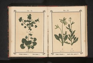 Hundetrav og en martsviol Glechoma hederacea L. Viola odorata L. (titel på objekt) af Anonymous