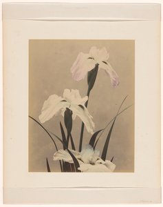 iris af Anonymous