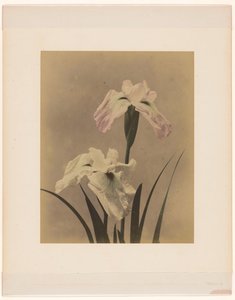 iris af Anonymous