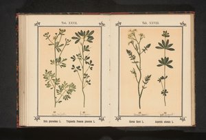Karwij i lievevrouwebedstro Carum Carvi L. Asperula odorata L. (titel på objekt) af Anonymous