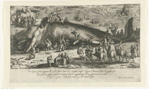 Kopi af den strandede hval ved Berckhey fra 1598, da hvalen stod ved Ancona i 1601 Ritratto d