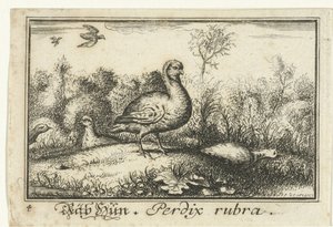 Landskab med agerhøns Rab Hun, Perdix rubra. (titel på objekt) af Anonymous