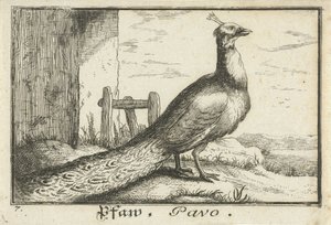 Landskab med påfugl Pfaw, Pavo (titel på objekt) af Anonymous
