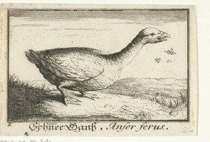 Landskab med vildgås Schnee Gans, Anfer ferus. (titel på objekt) af Anonymous