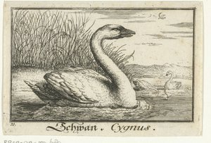Landskab med svane Schwan, Cygnus. (titel på objekt) af Anonymous