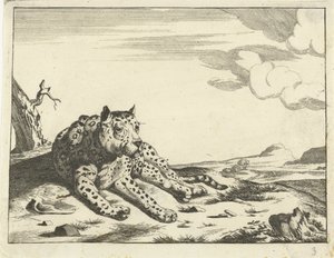 Liggende leopard, set forfra, ben til højre af Anonymous