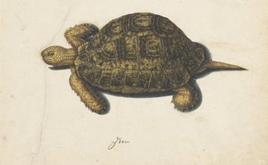 sumpskildpadde Lombard album (serietitel) af Anonymous