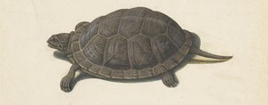 sumpskildpadde Lombard album (serietitel) af Anonymous