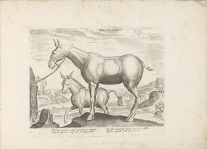 Mulezel og ezel Mule og æsel (titel på objekt) Paardenrassen uit de Koninklijke stallen van Don Juan van Austria (serietitel) Hesten, hvor alle former for adelsmænd: hestes opførsel adskilt fra forskellige dele af verden udvalgt (...) (serietitel af Anonymous