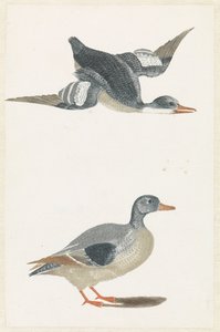 Til højre flyvende and og stående and af Anonymous