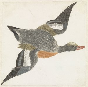 Widgeon flyver til højre af Anonymous